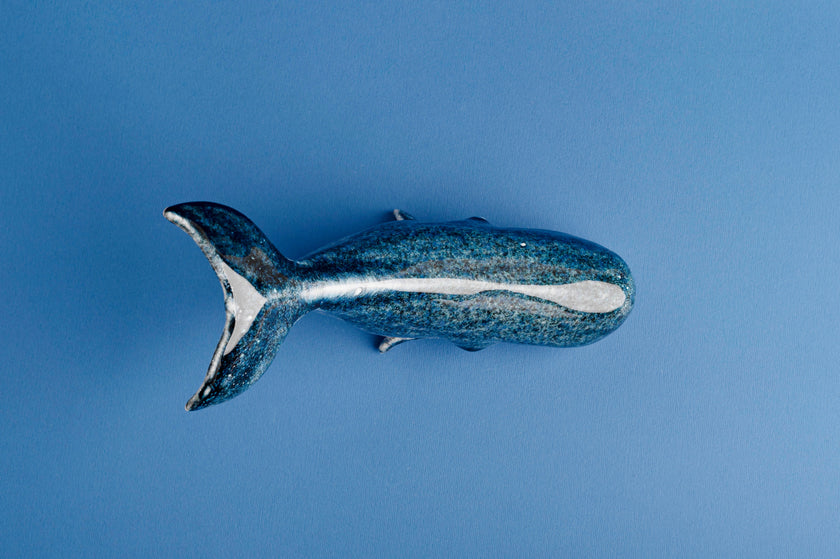 Sperm Whale Top View on the blue background