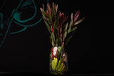 Ceramic vase with plants on a black background